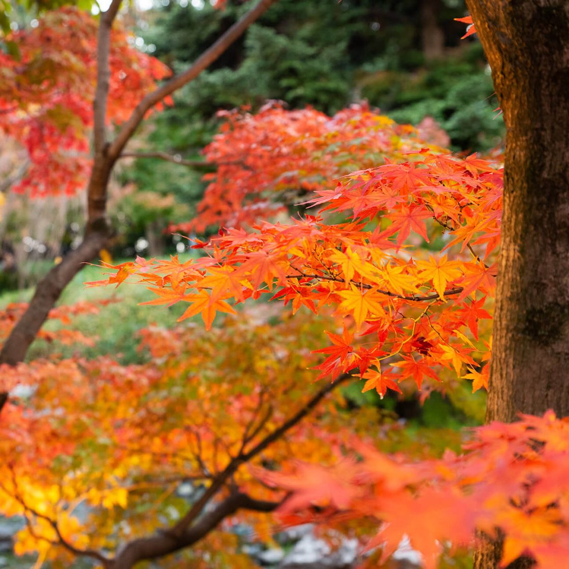 best-places-to-see-fall-colors-in-nagoya-kawaii-aichi-travel-to