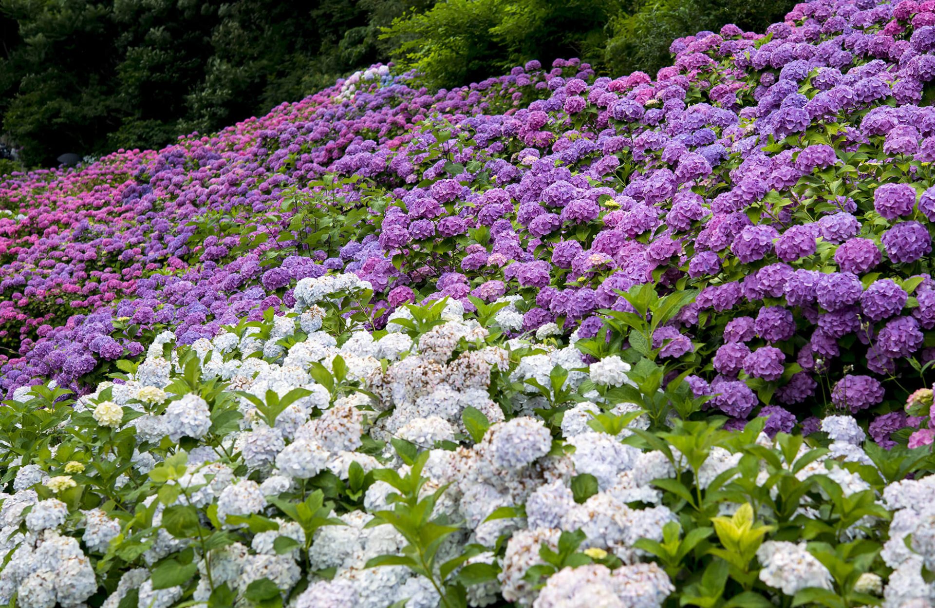 Las 7 mejores lugares para ver las hortensias en Aichi | Kawaii Aichi -  Travel to Aichi Prefecture. Visit Aichi Prefecture. Discover Aichi  Prefecture. Beautiful places, delicious food, unique culture, rich history.