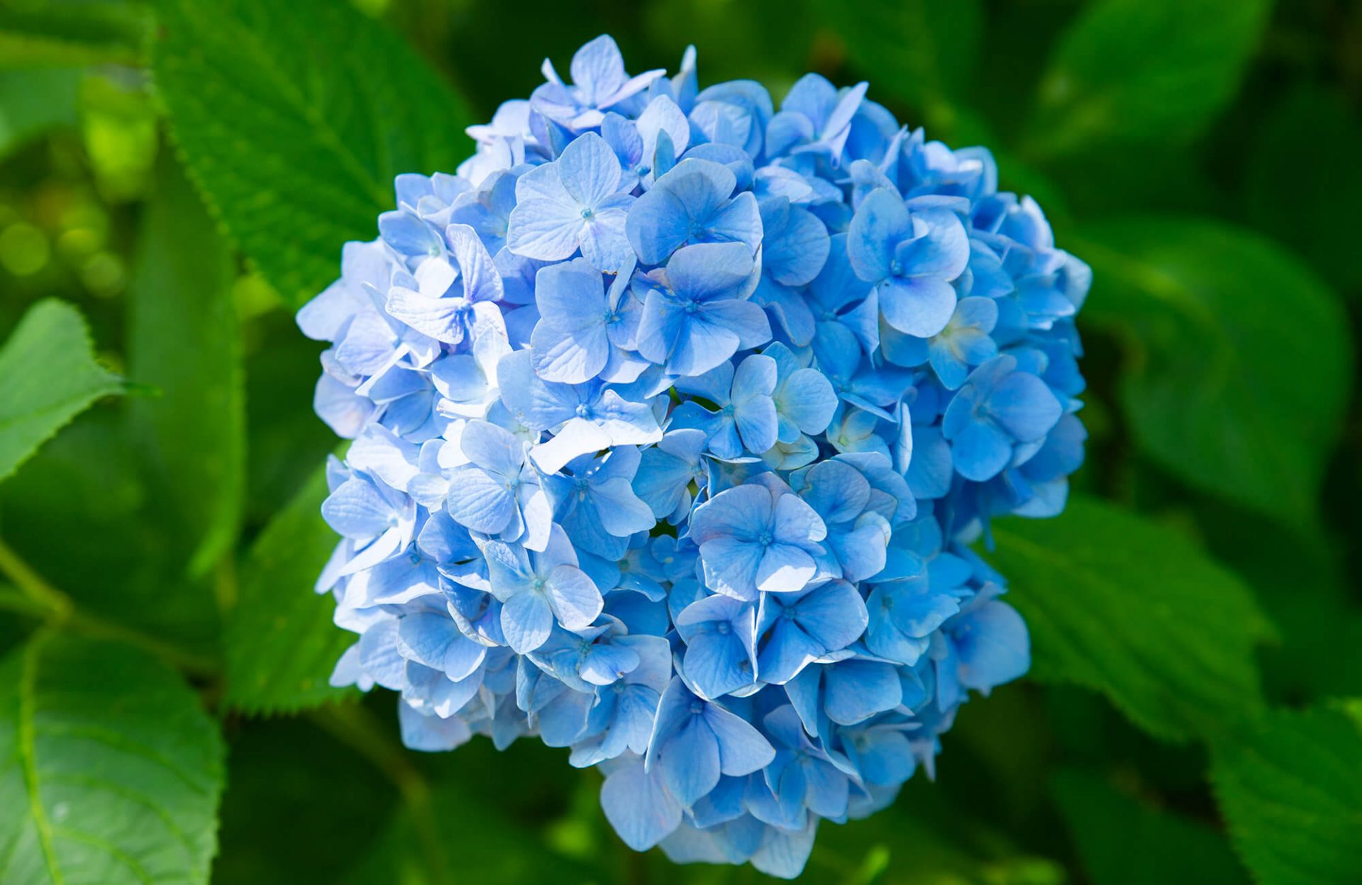 7 Best Spots for Hydrangeas Viewing in Aichi | Kawaii Aichi - Travel to ...